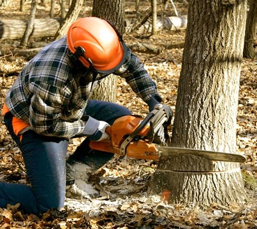 Tree Removal in Carrsville, VA